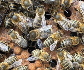 Replay ARTE Regards - Apiculture : des abeilles résistantes aux parasites