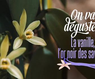 Replay On va déguster : la vanille, l'or noir des saveurs