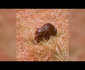 Replay No Comment : Haggis, le bébé hippopotame pygmée qui fait craquer le zoo d'Édimbourg