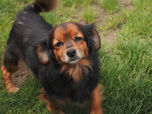 Replay Chiens et chats sans collier - Des vies en suspens
