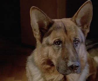 Replay Rex, chien flic - Nounours mortels
