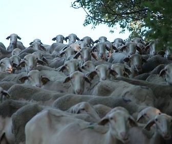 Replay Urgence climatique : un défi mondial - Les canicules, une menace pour le Roquefort