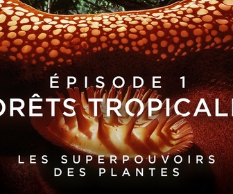 Replay Les superpouvoirs des plantes - 04/02/2025