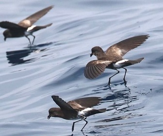 Replay Chili, les messagers invisibles du désert d'Atacama