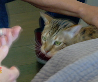 Replay Hell's cat : mon chat est un cauchemar - S5E1 - Cauchemar de parachutiste