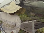 Replay Paysans du monde - Martinique : Jardin créole