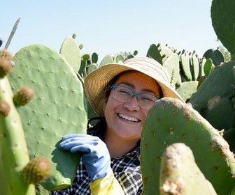 Replay Cactus, l'or vert du Mexique - 360° Reportage