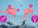 Replay C Jamy - Camargue