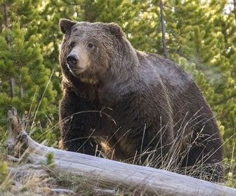 Replay Des corridors pour les grizzlis - À la reconquête des Rocheuses