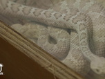 Replay Au cœur du zoo de New York - S4E3 - La petite nouvelle