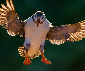 Replay La conquête des cieux - Les oiseaux