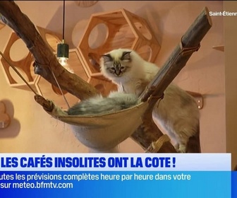 Replay Les longs formats des Locales - Nice : les cafés insolites ont la cote !