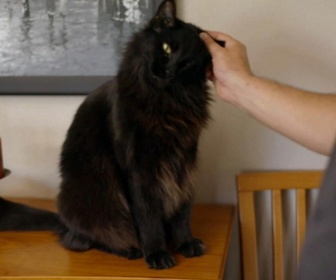 Replay Hell's cat : mon chat est un cauchemar - S9E9 - Chat féroce