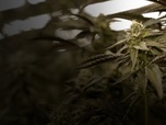 Replay Cannabis - Une enquête de Mathieu Kassovitz et Antoine Robin