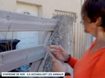 Replay Un jour, un doc - Syndrome de Noé : ils accumulent les animaux