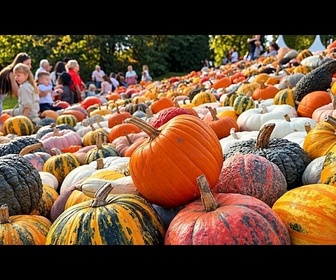 Replay Belgique : le festival Pumpkimania revient au château de Grand-Bigard
