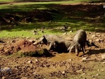 Replay Paysans du monde - Espagne : Porc ibérique