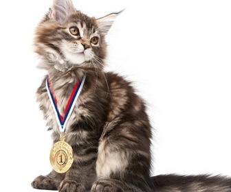 Replay La vie secrète des chats - S3E10 - Les chats champions de France