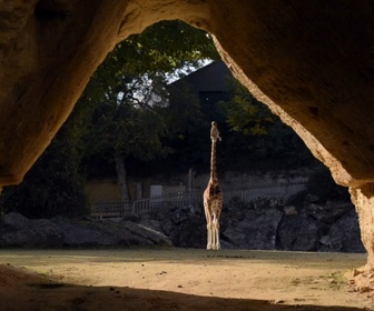 Replay Zoo: Le défi de demain - S1E8 - Une naissance tant attendue