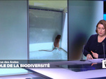Replay Élément Terre, la quotidienne - Hantavirus: les attaques contre la biodiversité augmentent le risque de zoonoses