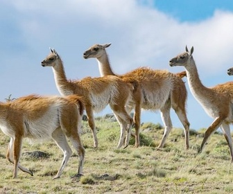 Replay Torres del Paine, Patagonie sauvage - Merveilles de la nature