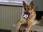 Replay Rex, chien flic
