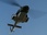 Replay Supercopter