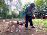 Replay Animaux à adopter - Flit et Tibou