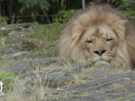 Replay Au cœur du zoo de New York - S4E5 - Cosi faon tutte