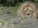 Replay Au cœur du zoo de New York