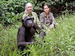 Replay Découverte - Jane Goodall au secours des chimpanzés du Congo