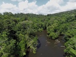 Replay Le monde de Jamy - Des forêts et des Hommes partie 1