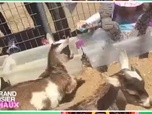 Replay Le grand bêtisier des animaux - Émission 1