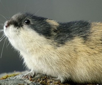 Replay Les lemmings - Merveilles nordiques