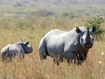 Replay Le grand défi de l‘humanité - Diversité contre extinction