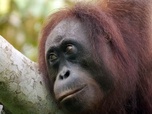 Replay Une lueur d'espoir pour la forêt tropicale - Des mains vertes pour la nature