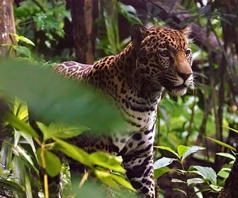 Replay Au cœur de la forêt - Les animaux, sauveurs des forêts tropicales