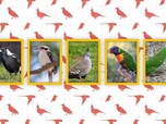 Replay ARTE Journal - En Australie, des oiseaux sauvages changent de sexe