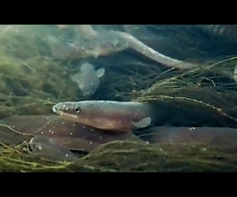 Replay Les chefs étoilés appellent à ne plus manger d'anguilles : Mangeriez-vous un panda ?