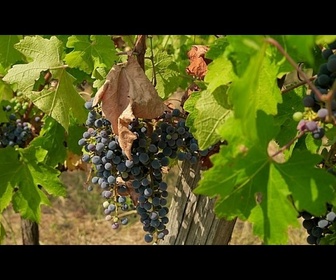 Replay Hongrie : la sécheresse frappe de plein fouet les vignobles du sud du pays