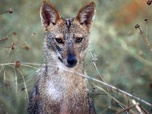 Replay Le chacal doré - Les animaux sauvages d'Europe