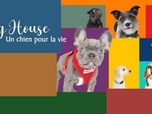Replay Dog house : un chien pour la vie - S4 E3 - Quand Harry rencontre Terry