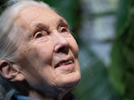 Replay ActuElles - Décès de Jane Goodall : la justice sociale et environnementale chevillée au corps
