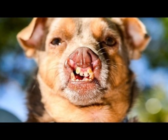 Replay Le concours du chien le plus moche au monde sacre son vainqueur 2026