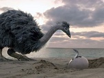 Replay Le mystère des oiseaux géants