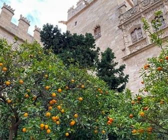 Replay Les oranges juteuses d'Espagne - Un monde d'agrumes