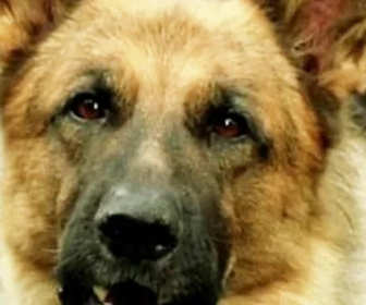 Replay Rex, chien flic - Calibre 7,65