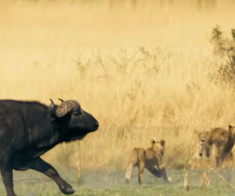 Replay Sur la terre des grands félins - 08/01/2026