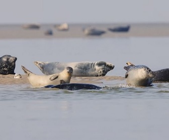Replay La baie de Somme et la côte d'Opale - La France côté Nord