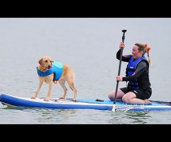 Replay Margo, un lévrier whippet, remporte les Championnats de surf canin au Royaume-Uni